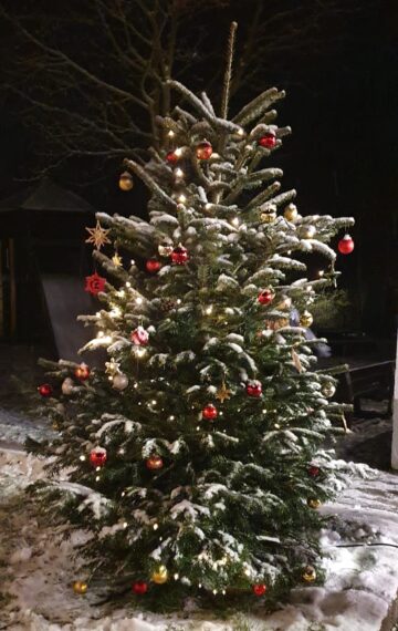 Weihnachtsbaum in Alferde