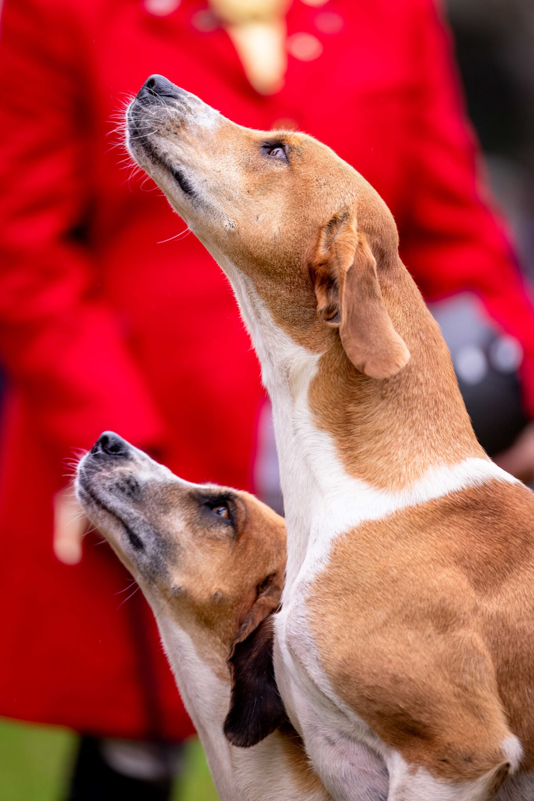 Hunde - reitjagt